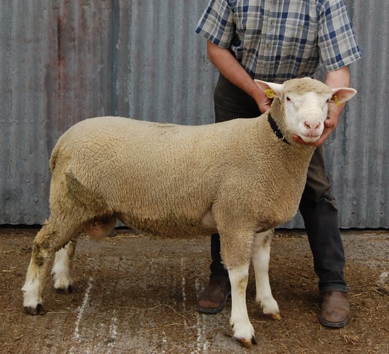 Now is the time to put your ram through its NCT