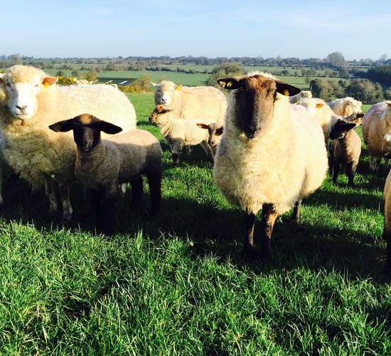 Who knew, but sheep prefer to move anti-clockwise!