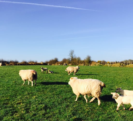 'Three key metabolic diseases sheep farmers should look out for in their flocks'