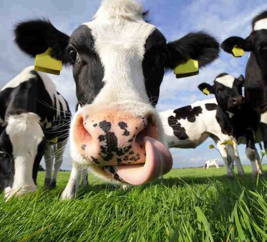 Pics: A selection of photos from Cow Appreciation Day
