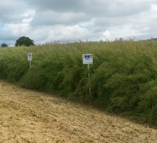 Why is early vigour important in winter oilseed rape?