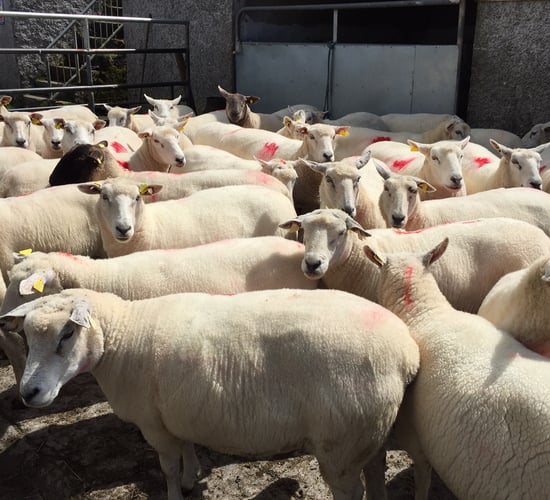 New Zealand lamb exports increase in June (down in H1)