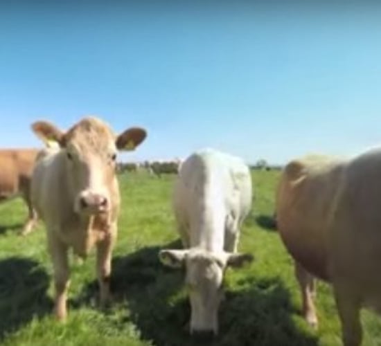 Video: Get up close and personal with some cows