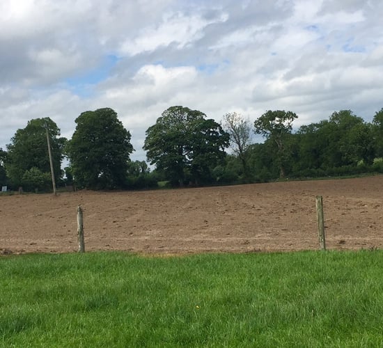 Thinking of reseeding? - Here's how to choose grass varieties