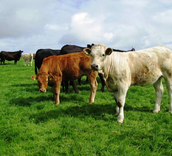 Coveney should 'play fair in the distribution of any supports to Ireland’s farmers'