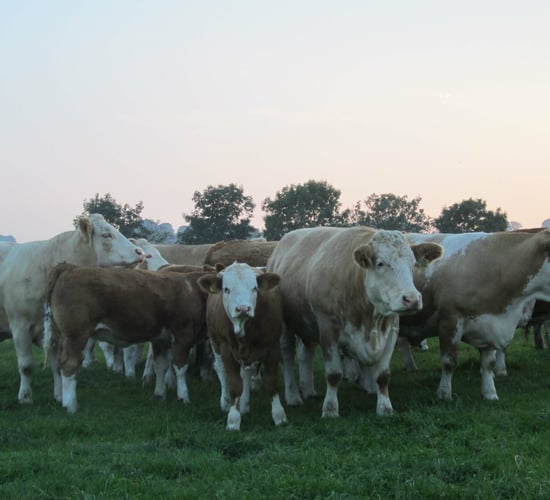 'Meeting the Challenges of Feeding Beef' the key focus of ICSA event