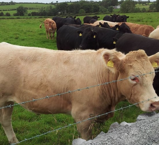 56% of NI prime cattle beef kill from suckler-bred stock