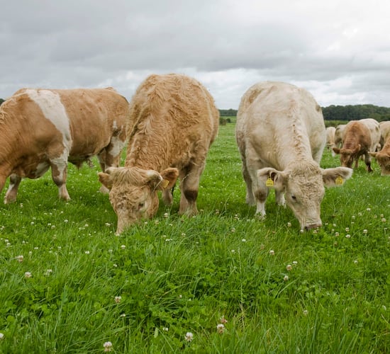 Beef quotes drop 10c/kg - Irish and UK difference now 98c/kg