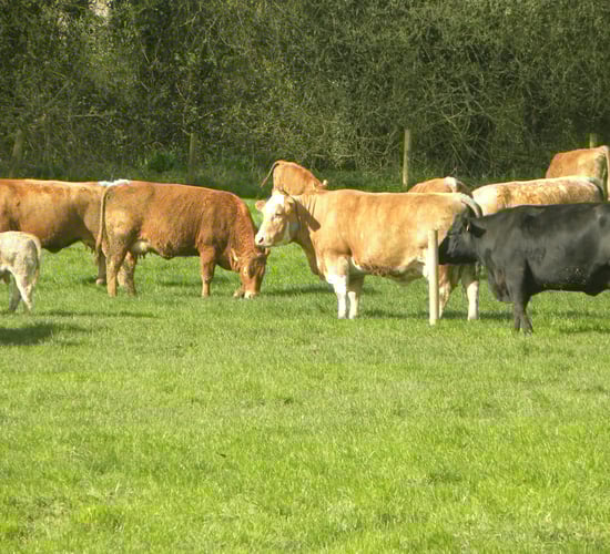 'The old replacement index was too beef orientated'