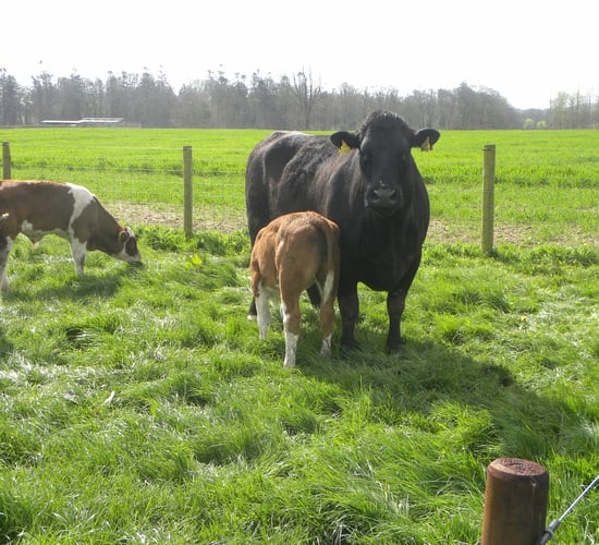 ICBF changes replacement index - more emphasis on milk and fertility
