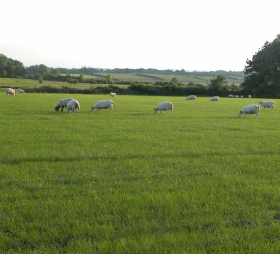 New Zealand lamb production up 1% on 2014, exports down 4%