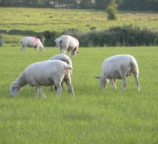 A 'perfect storm' is driving down lamb prices in the UK