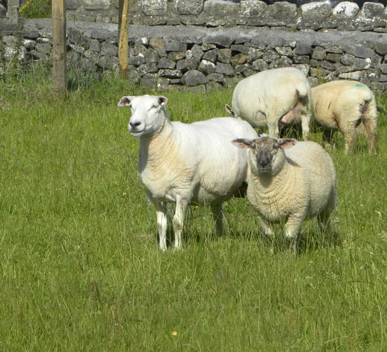 Australian lamb exports to reach record levels