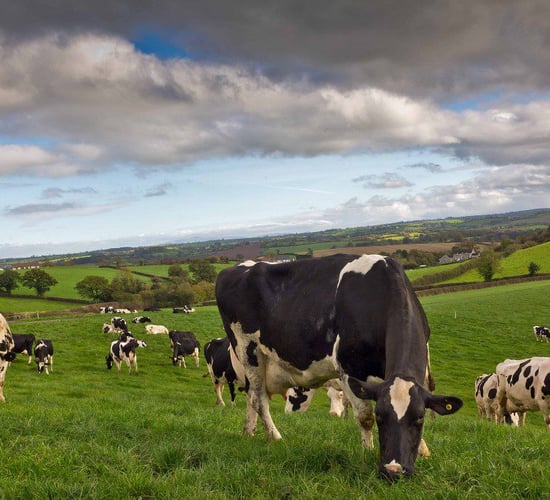 Organic milk producers concerned over sector viability