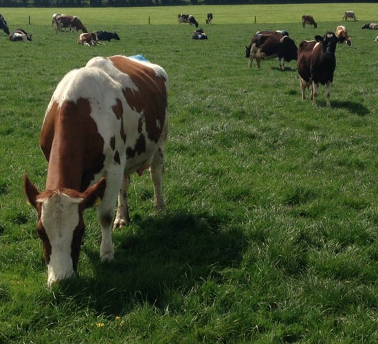 EU must intervene to support dairy sector - Lakeland CEO