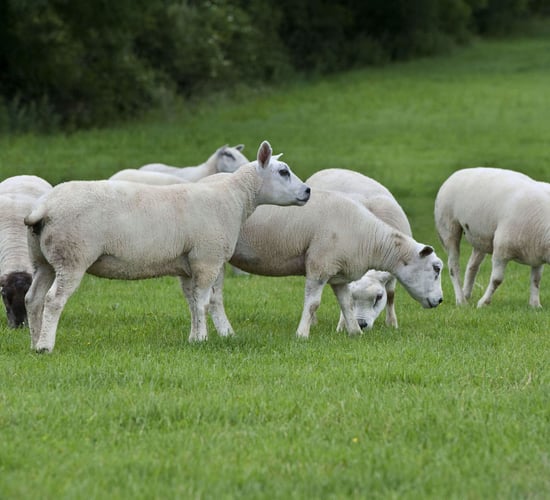 Ewe and ram throughput up 19% in the space of a week