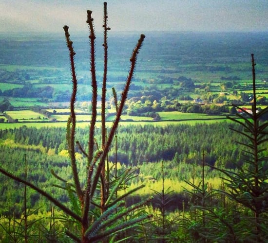 Coillte farm partnership payment issues to go under the microscope
