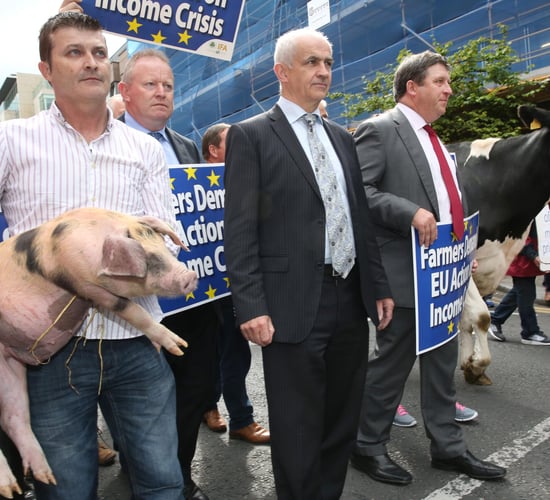 IFA Pigs Committee faces potential split