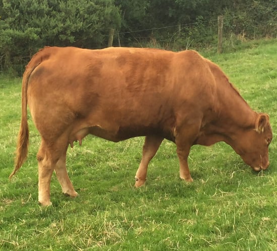 Here's how to breed a 5 star heifer with the revised ICBF ratings