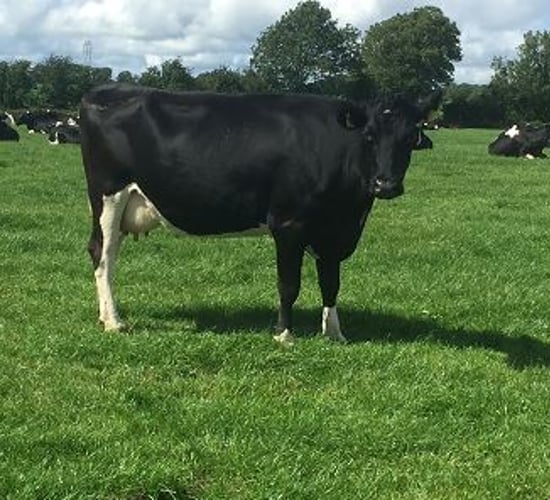 Profitable milk production and quality to be discussed at west Cork conference