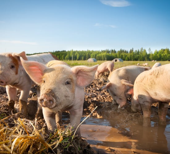 Government warning reminds pig owners not to feed household waste