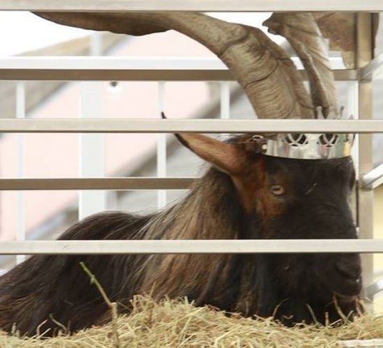 If the goat was mistreated he would not be putting on weight - Healy-Rae