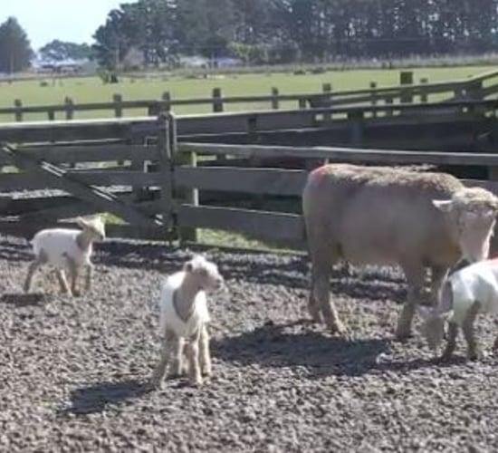 Kiwi sheep gives birth to quadruplet lambs