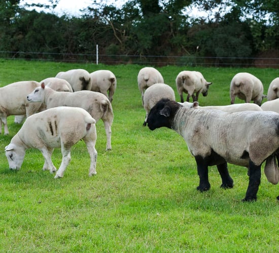 Breeding choices - Does it pay to keep five-star rams?