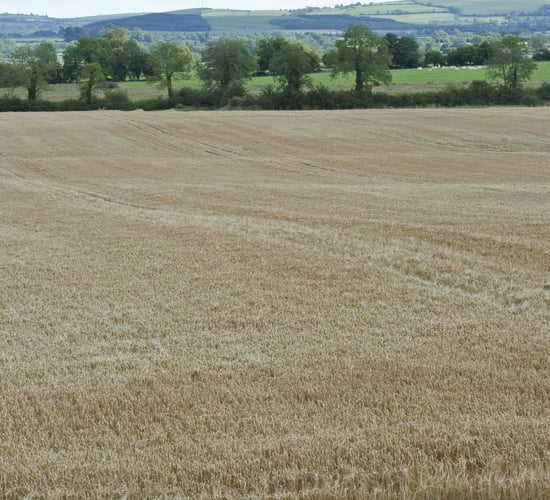 Spring feed barley growers set for another loss-making year