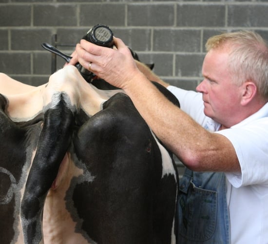 Entries for Diageo Baileys Champion Dairy Cow competition up on last year