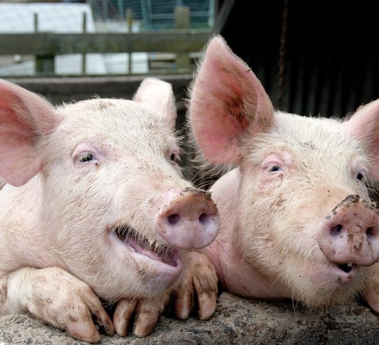 Applications now being accepted for full-time cert in pig production
