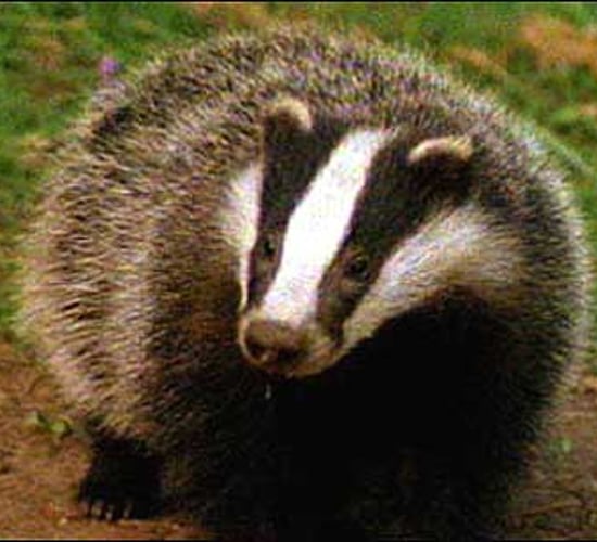 Brian May's trust to challenge UK badger culling trials