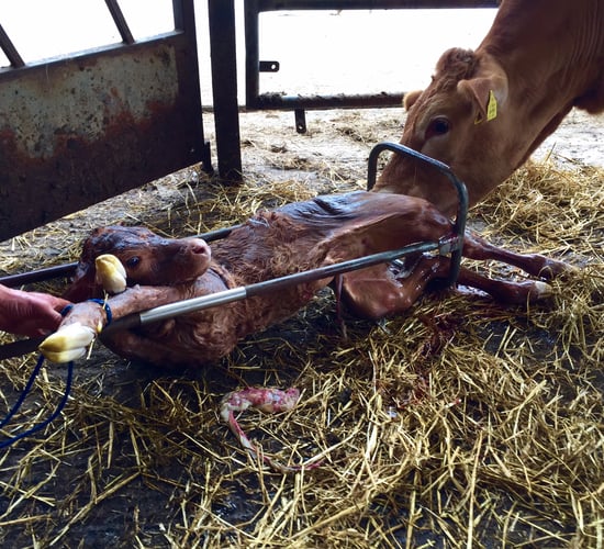 Do you know the ideal condition score for autumn calvers?