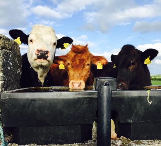 Showers for the week, improvement towards the weekend - Met Eireann