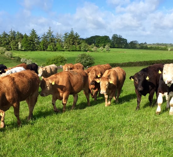 Australian shipments drive up beef imports in Japan