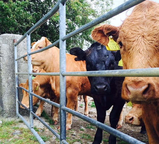Renewed appeal for info on farmyard cattle raid