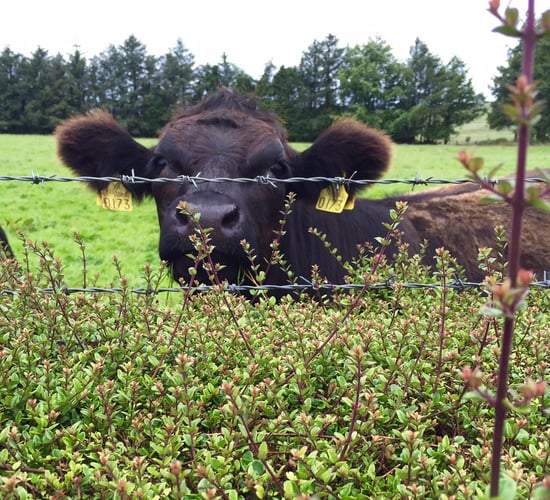 2 weeks left for farmers to apply for NI Environmental Farming Scheme