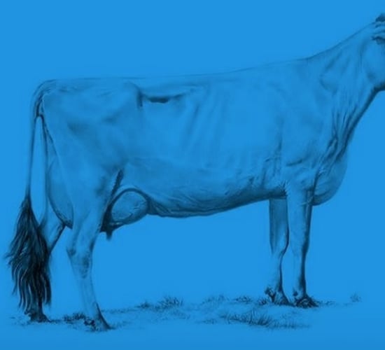 How two cows can explain Ireland's economy (and much of the world's)