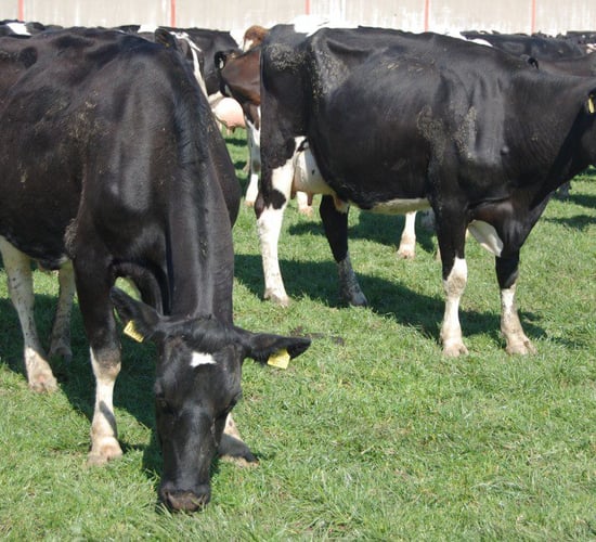 'Dairy farmers are in for a rough ride'