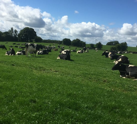 Oireachtas committee to discuss nitrates compliance with An Taisce