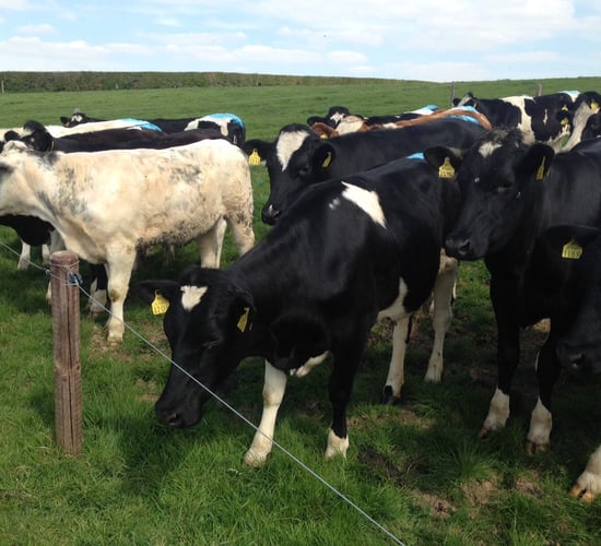 Four key tips for dairy herd fertility