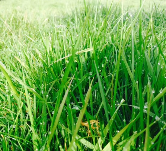 2017 set to be the 'Year of Sustainable Grassland'