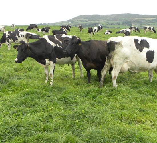 Dairy advice: Utilising more grass on our farms this spring