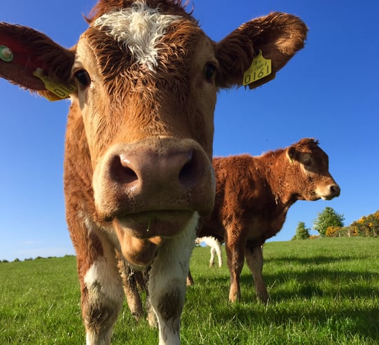 Mercury to hit 23 degrees this weekend, warm weather in store - Met Eireann