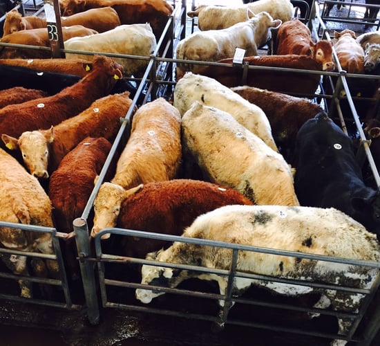 Monaghan the next stop for Beef Plan Movement