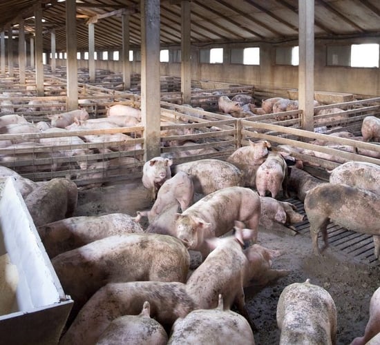 Increase in African swine fever cases in some pig facilities in eastern Europe