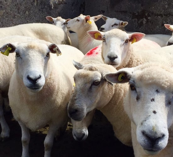 'Greater cooperation needed' to combat rising number of sheep thefts