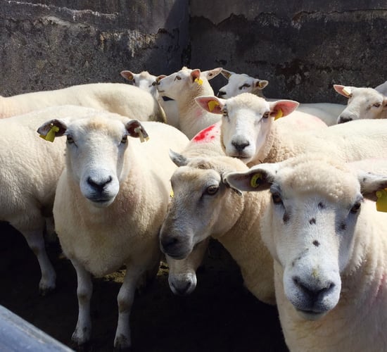 Strong returns seen in the Irish sheep sector this year - Bord Bia