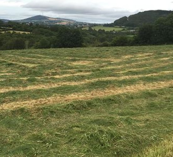 Fine week in store with good growth rates expected - Met Eireann