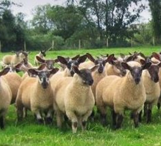 Chinese sheep meat imports recovering, ahead of Irish trade mission